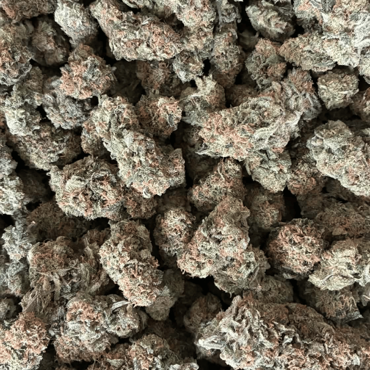 Mafia Funeral Indoor THCA Flower