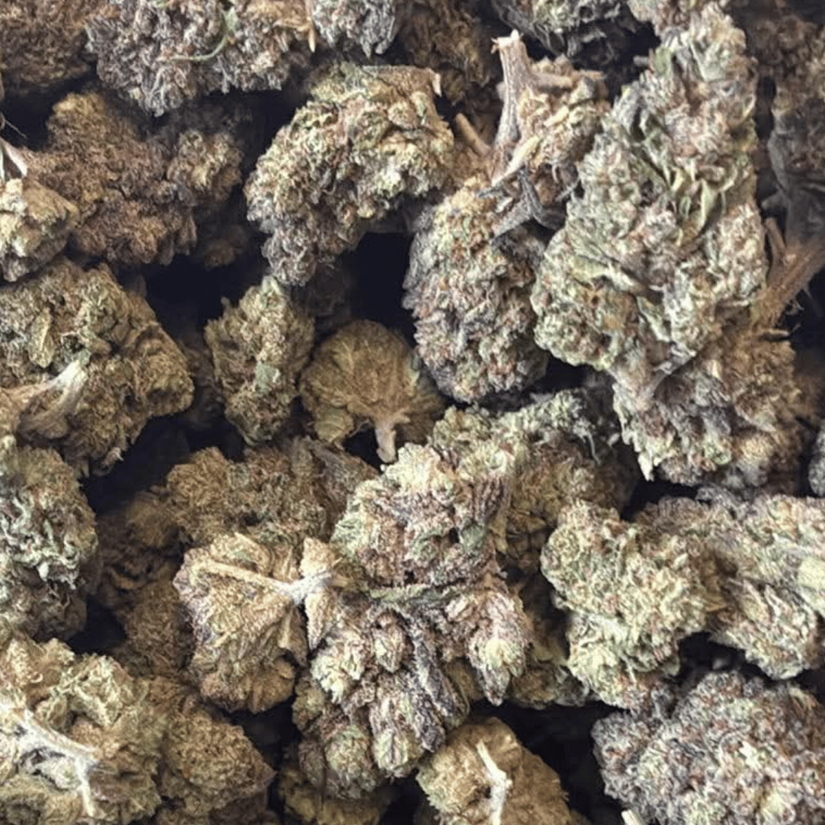 Midnight Phunk Light Dep THCA Flower