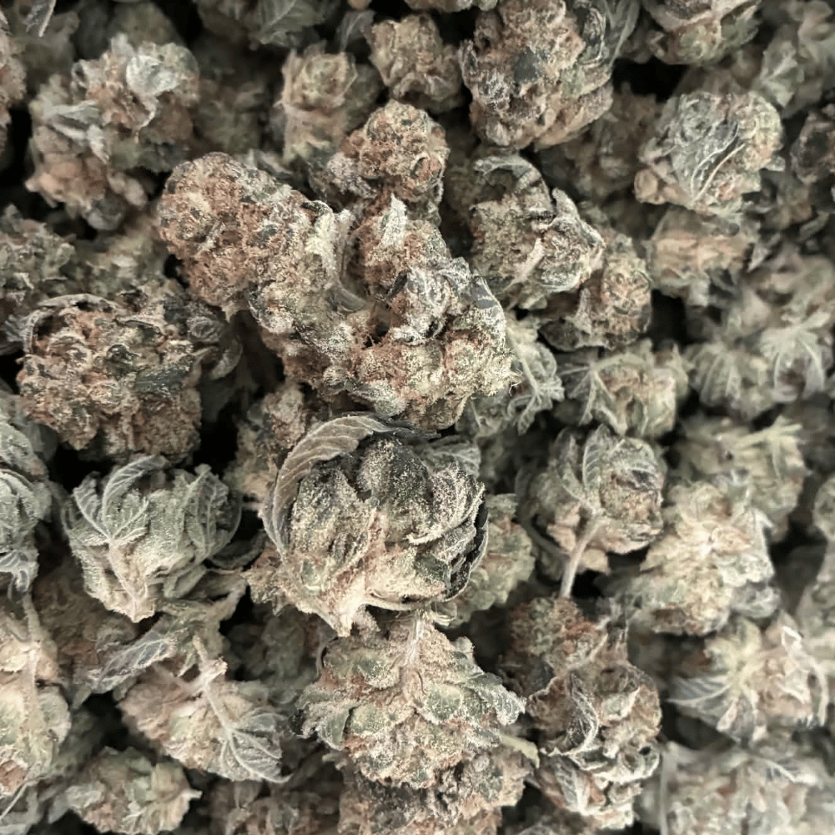 Super Glue Indoor THCA Flower